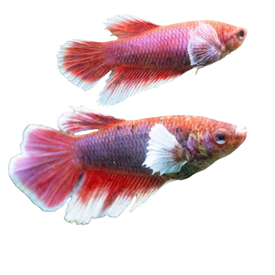 DUMBO EAR BETTA FEMALE