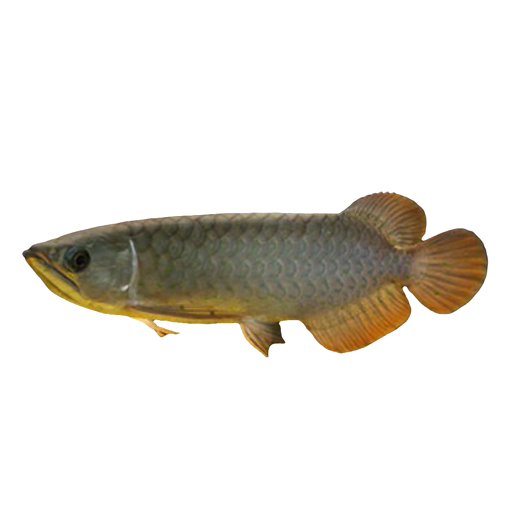 BANJER RED AROWANA 18cm