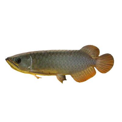 BANJER RED AROWANA 18cm