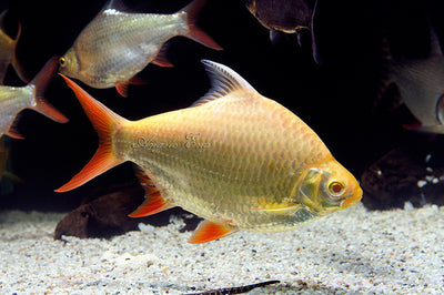 Golden Tinfoil Barb