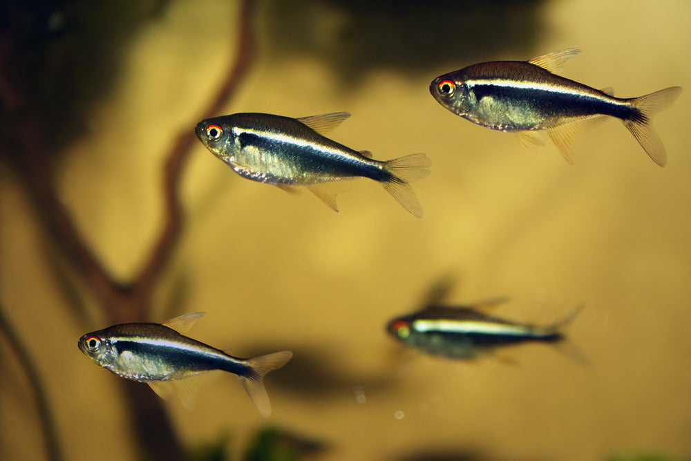 BLACK NEON TETRA 2CM
