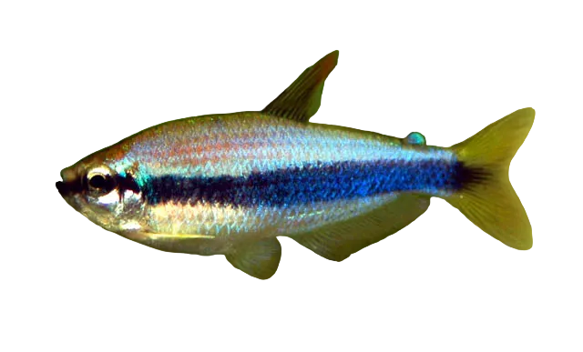 Black Emperor Tetra 3PCS Combo Deal