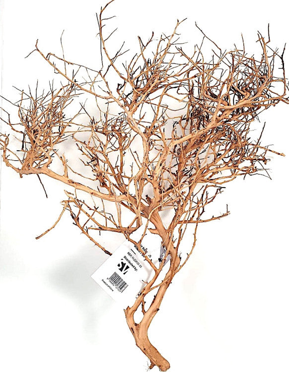 خشب راموس صغير 20-50 سم