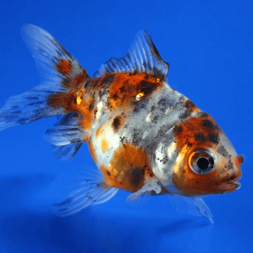 Calico GoldFish 3PCS Combo Deal