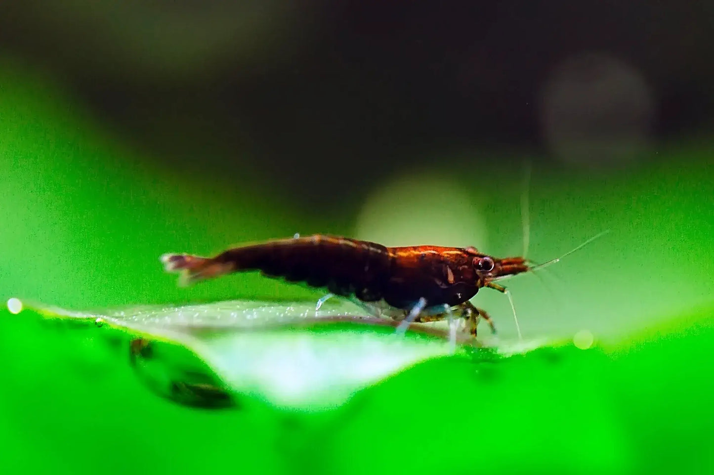 Cherry Shrimp Mix Color 6PCS Combo Deal