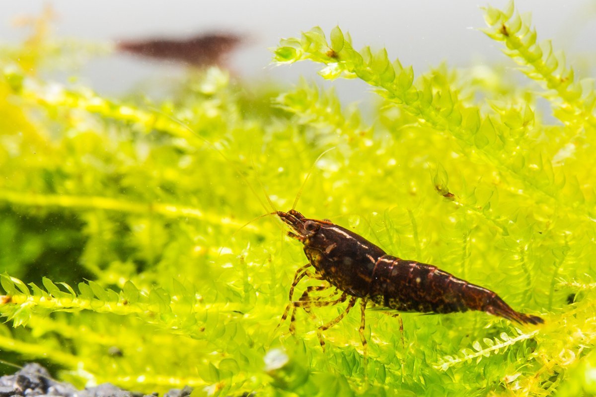 Black Shrimp 3PCS Combo Deal