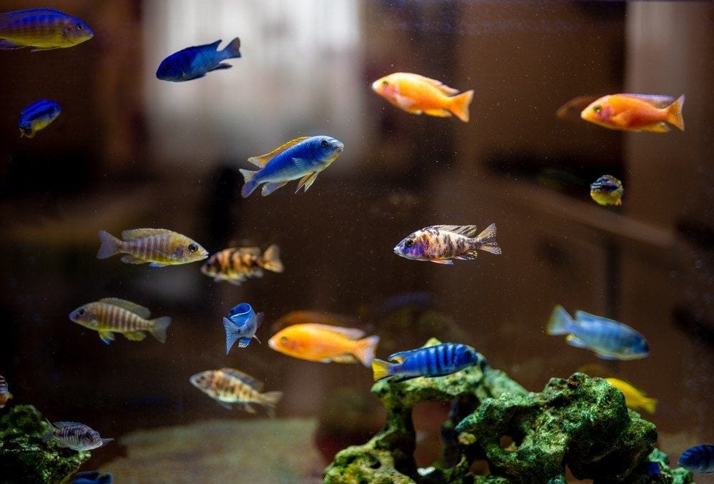 Malawi Cichlid Mix Color 2PCS Combo Deal