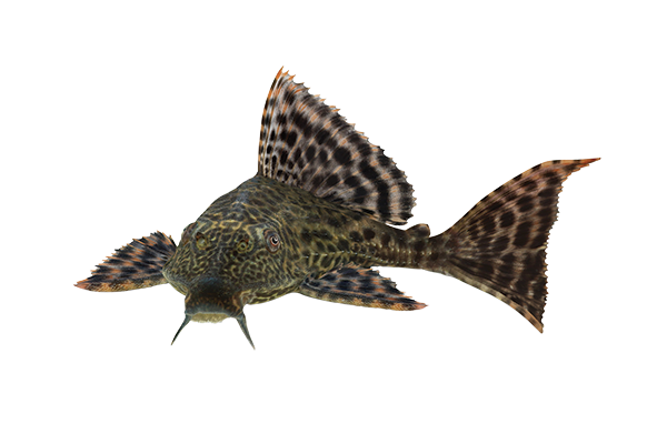 SUCKER FISH