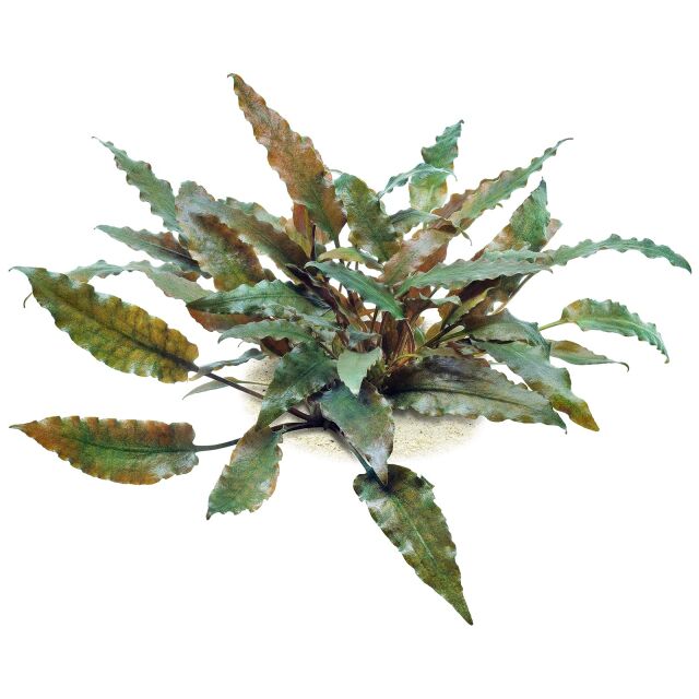Cryptocoryne wendtii 'Brown Pot Plant