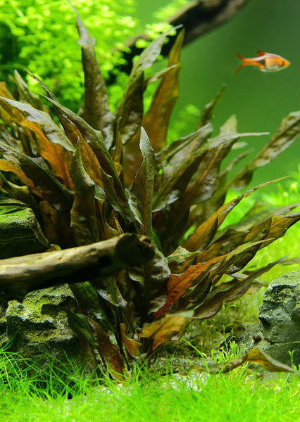 Cryptocoryne wendtii 'Tropica'