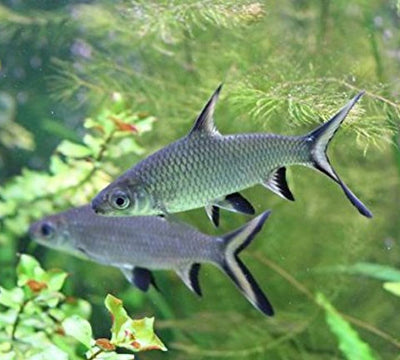 Silver Bala Shark 3PCS Combo Deal