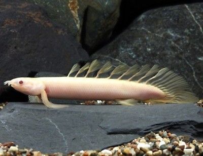 Albino Bitcher