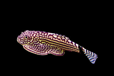 مصاصة الفراشة 4 سم