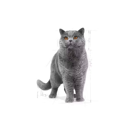 ROYAL CANIN BRITISH SHORTHAIR ADULT