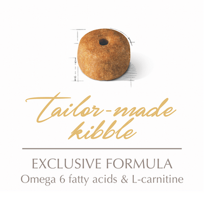 رويال كانين سيامي بالغ 2 كجم