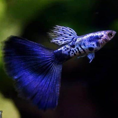 Galaxy Blue Tail Guppy Pair