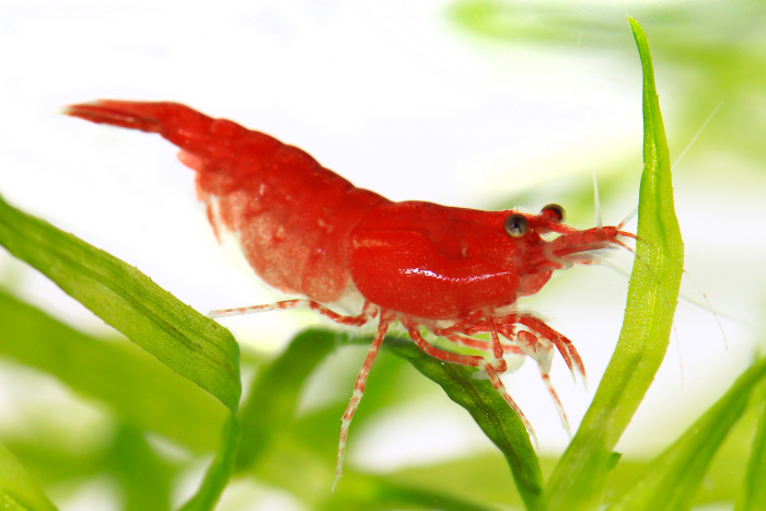 CHERRY RED SHRIMPS
