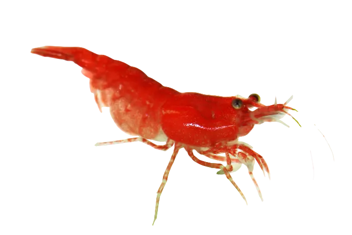 Red Cherry Shrimp 3PCS Combo Deal