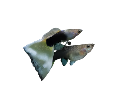 white tuxedo guppy pair