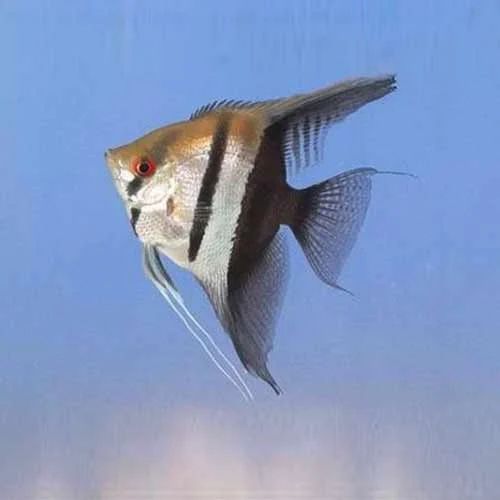 ANGEL FISH MIX