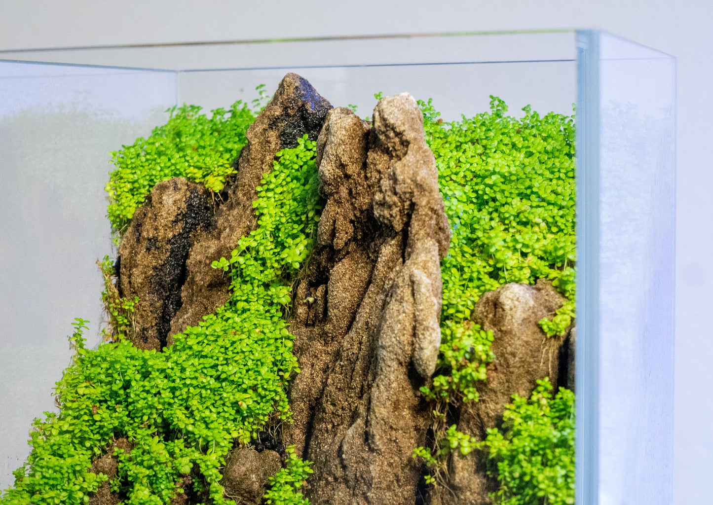 Hemianthus callitrichoides 'Cuba'