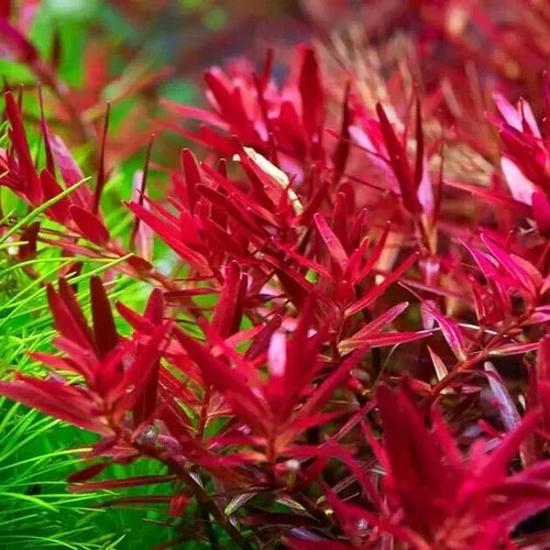 Growow Rotala rotundifolia HRA