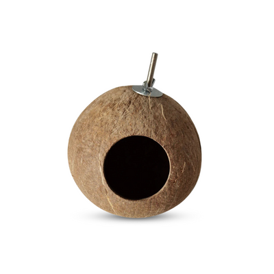 Bird Coconut Shell