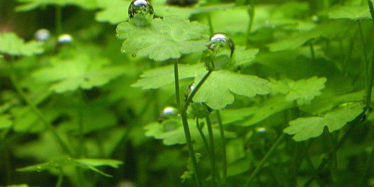 Hydrocotyle Tripartita Japan Pot Plant