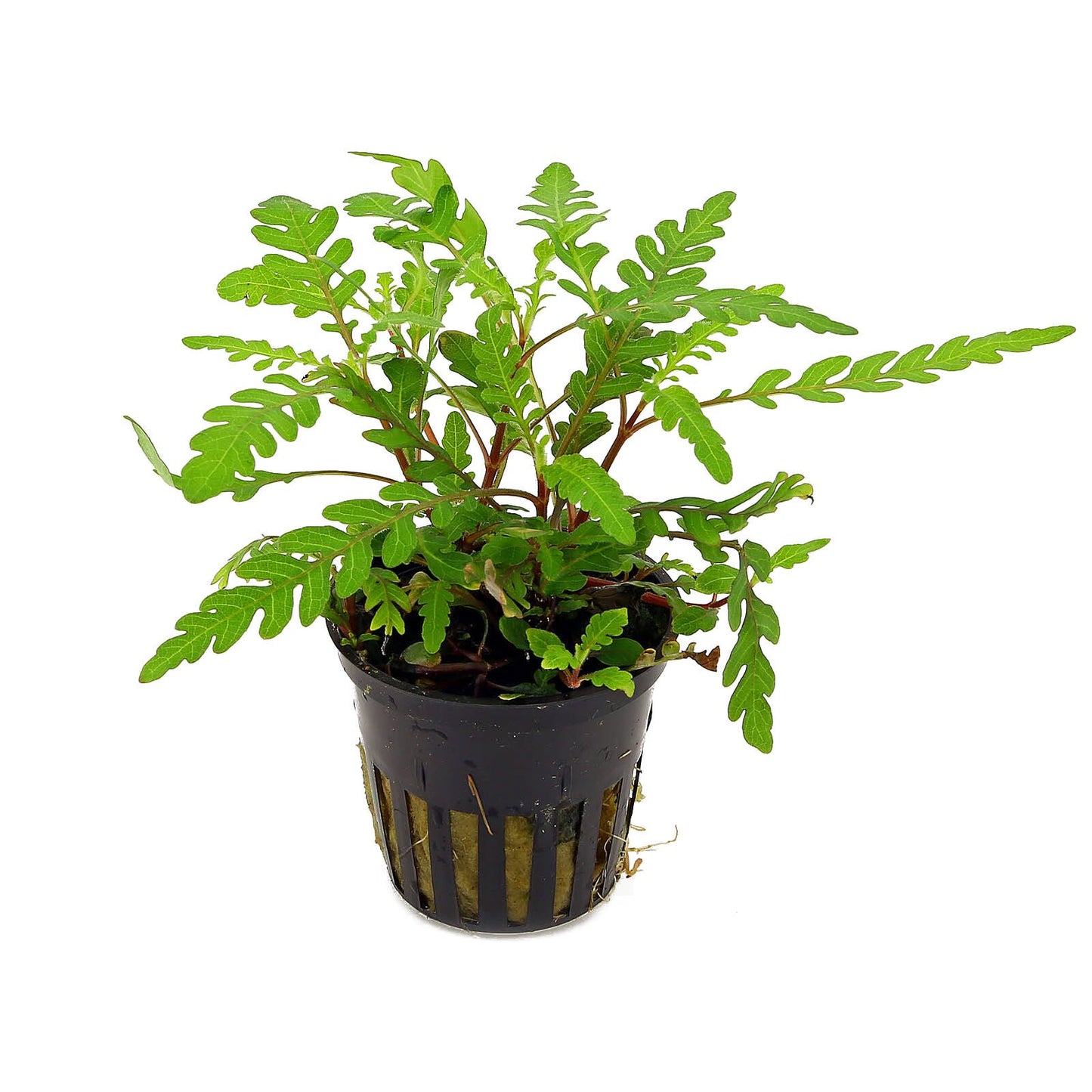 HYGROPHILA 'PINATIFIDA' POT PLANT