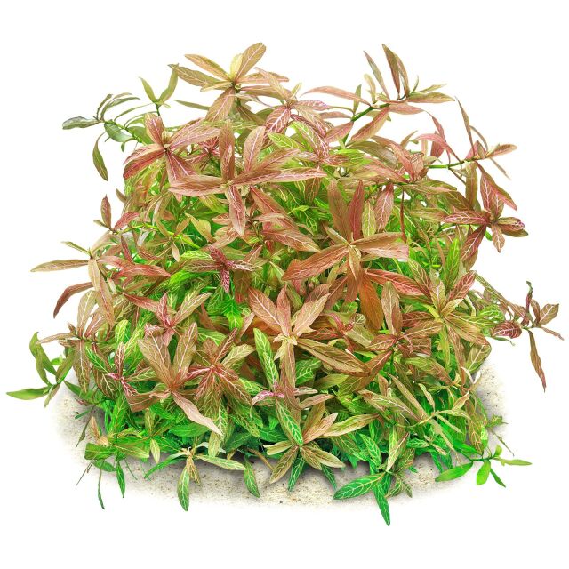 Hygrophila Polysperma 'Rosanervig' Pot Plant