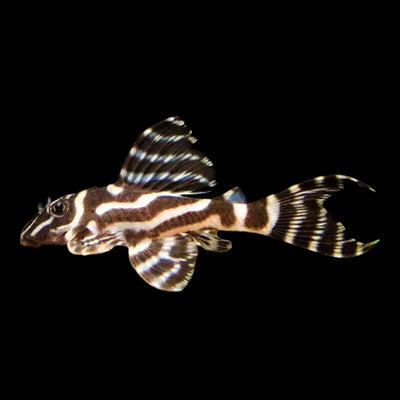 Hypancistrus cf. seideli L1-73 Pleco