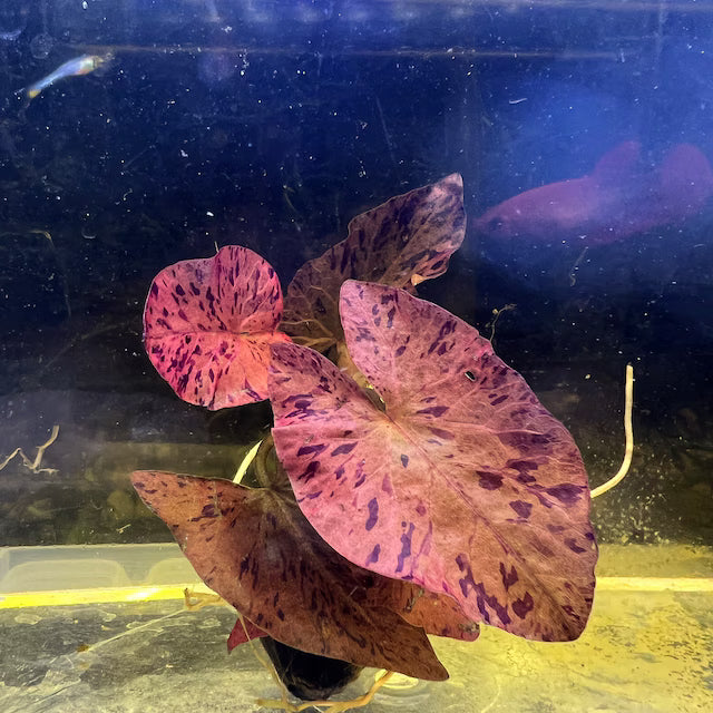 Nymphaea Lotus Aquarium Plants