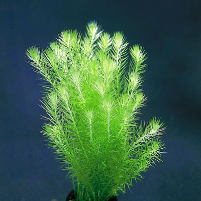 Rotala Mayaca Pot Plant