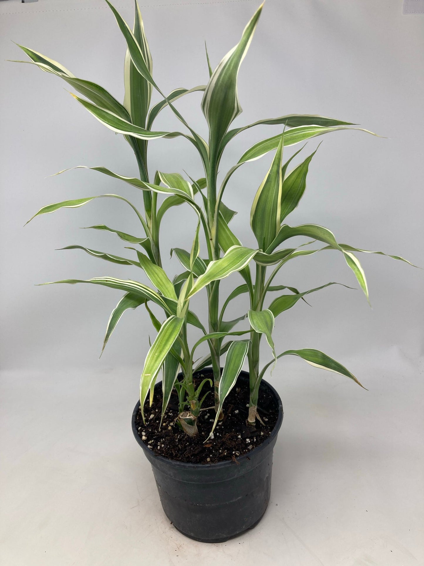 DRACENA SANDRIYANA VICTORIA POT PLANT