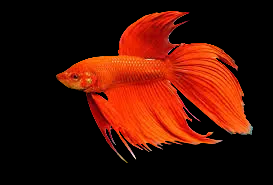 Veiltail Betta