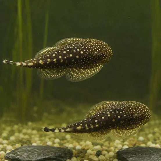 Borneon Sucker Loach