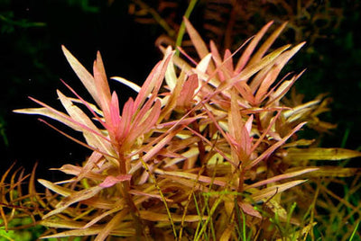 Ammania Gracilis Pot Plant
