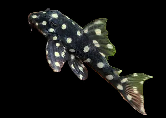 Orinoco Angel Pleco. L201
