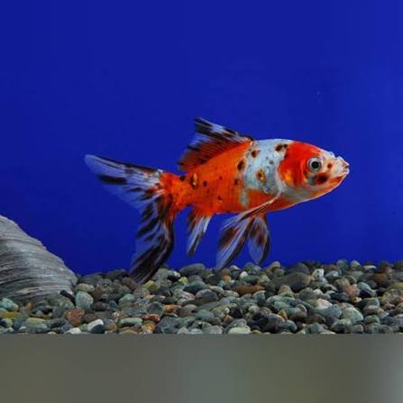 Calico Comet
