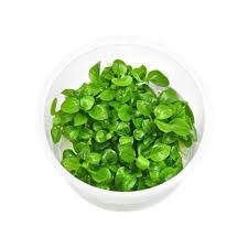 Lobelia Cardinalis in Cup