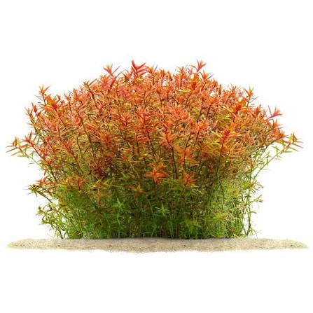 Rotala Rotundifolia Pot Plant