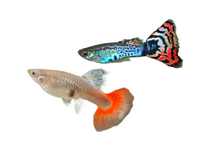 Guppy 5PCS Combo Deal (Mix Color)