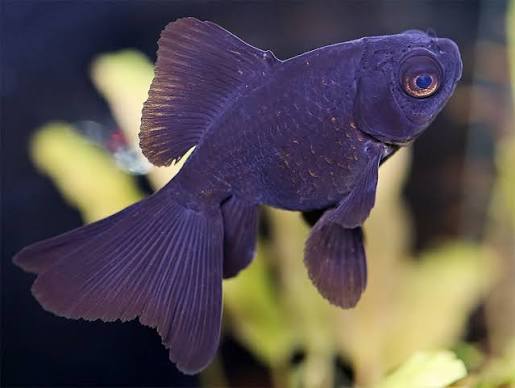 Black Gold Fish 7-8cm