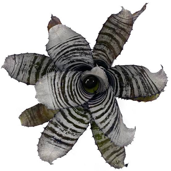 Aechmea chantinii Plant (Terrarium)