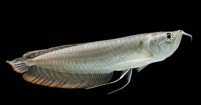 Silver Arowana 2PCS Combo Deal (35Cm)
