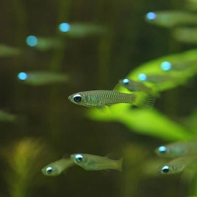 Lamp Eye Tetra