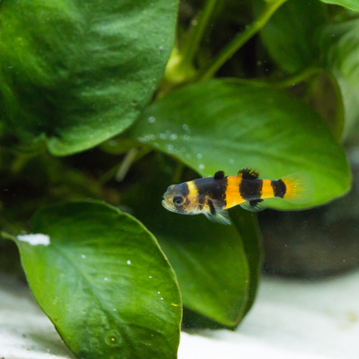 Bumble Bee Goby
