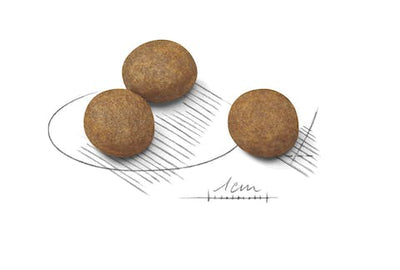 رويال كانين بابي ماكسي 10 كجم