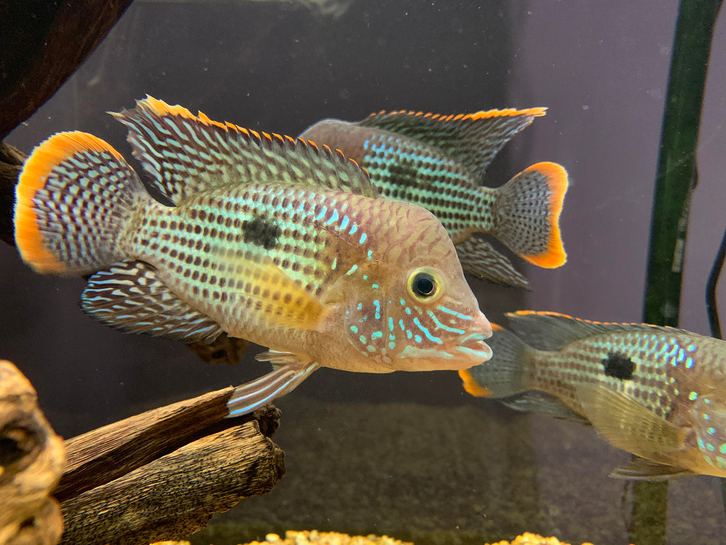 الرعب الأخضر 5.5-7 سم