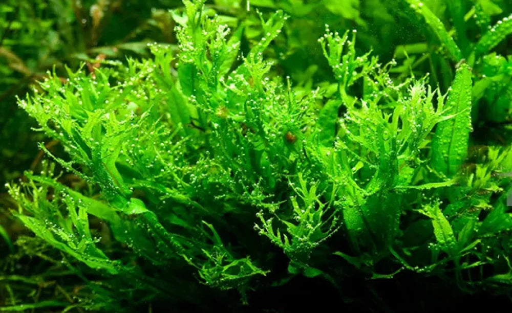 TROPICA Microsorum pteropus 'Windeløv'